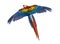 Scarlet Macaw flying (4 years old), isolated