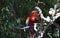 Scarlet Macaw grooming