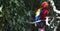 Scarlet Macaw grooming