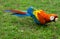 Scarlet Macaw on the Ground