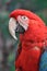 Scarlet macaw head