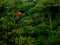 Scarlet macaw in the jungle of Ecuador with tropical rainforest in the background