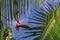 Scarlet macaw landing on almond tree  Costa Rica