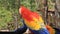 Scarlet macaw, national bird of Honduras