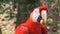 Scarlet macaw, national bird of Honduras