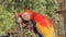 Scarlet macaw, national bird of Honduras