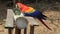 Scarlet macaw, national bird of Honduras