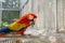 Scarlet Macaw opening peanut in cage