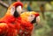 Scarlet Macaw Pair Parrot