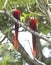 Scarlet macaw pair tree, carate, costa rica