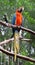 Scarlet Macaw Parrot