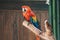 Scarlet Macaw parrot Ara macao take shower with water splash.