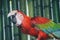 Scarlet Macaw parrot Ara macao take shower with water splash.