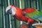 Scarlet Macaw parrot Ara macao take shower with water splash.