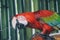 Scarlet Macaw parrot Ara macao take shower with water splash.