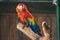 Scarlet Macaw parrot Ara macao take shower with water splash.