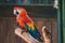 Scarlet Macaw parrot Ara macao take shower with water splash.