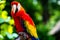 Scarlet Macaw parrot bird