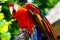 Scarlet Macaw parrot bird