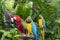 Scarlet Macaw parrot and blue-and-yellow macaw (Ara ararauna)