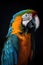 Scarlet Macaw Parrot Dark Background