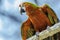 Scarlet macaw parrot perching on branch