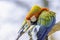 Scarlet macaw parrot perching on branch and cleaning its feathers.Colourful bird portrait