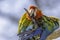 Scarlet macaw parrot perching on branch and cleaning its feathers.Colourful exotic bird portrait