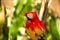 Scarlet macaw parrot on the tree