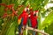 Scarlet macaw parrots