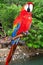 Scarlet Macaw Perched