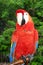 Scarlet Macaw Perched