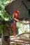 Scarlet Macaw perched on limb