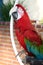 Scarlet macaw pet