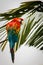 Scarlet Macaw in the rainforest in Ecuador