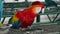 scarlet macaw, red parrot eating food