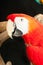 Scarlet macaw rescued parrot