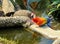 Scarlet Macaw in Safari world