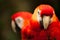 Scarlet Macaws