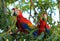 Scarlet Macaws