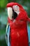 Scarlet Macaws