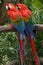 Scarlet Macaws