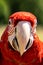 Scarlet Macaws, Ara macao,