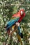 Scarlet Macaws, Ara macao,