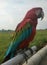 The scarlet macaws are beautiful because of the beauty of the color