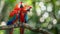 Scarlet macaws on branch, facing each other, blurred background, copy space for text.