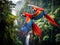 Scarlet macaws corcovado nat costa rica