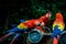 Scarlet Macaws eating - Copan, Honduras