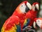 Scarlet macaws feeding, Copan, Honduras