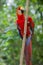 Scarlet macaws are large multi colored parrots and a national symbol to Honduras